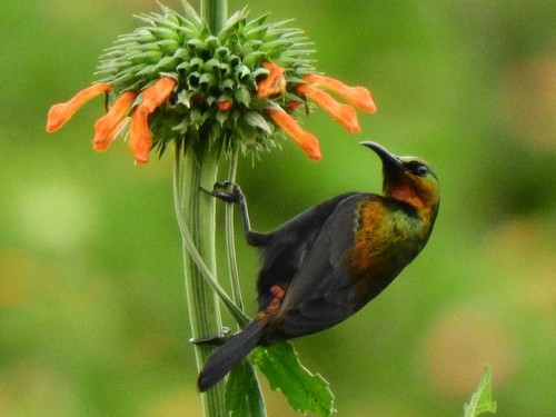 Copper Sunbird