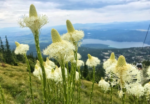 common beargrass