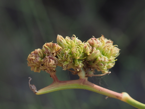 skeletonweed gall mite