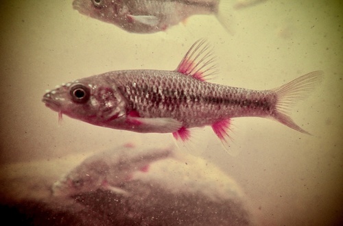 Pseudobarbus outeniqua