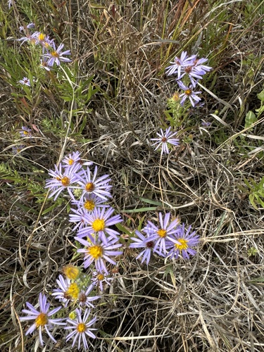 iNaturalist observation 2024-09-15