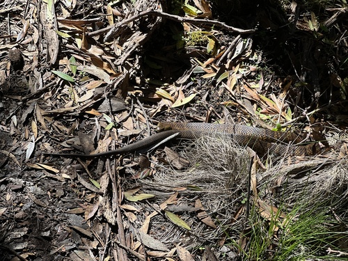 Tiger Snake sighting