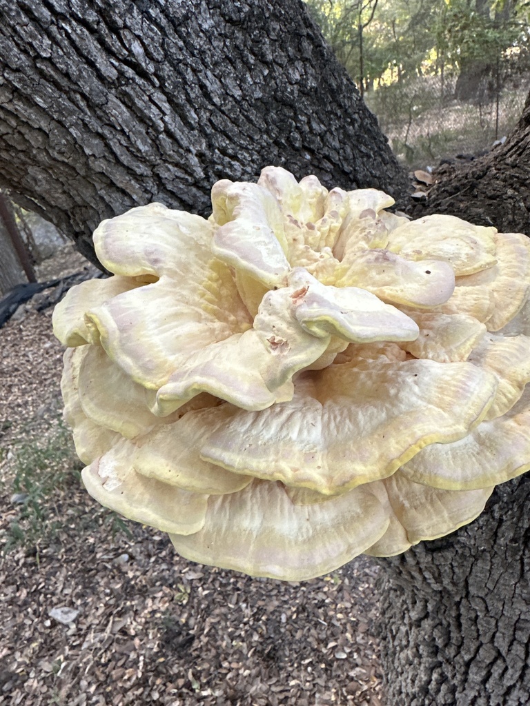 Polyporus sulphureus<br>28 October, 2024
