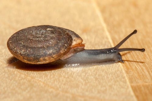 Oestophora barbella