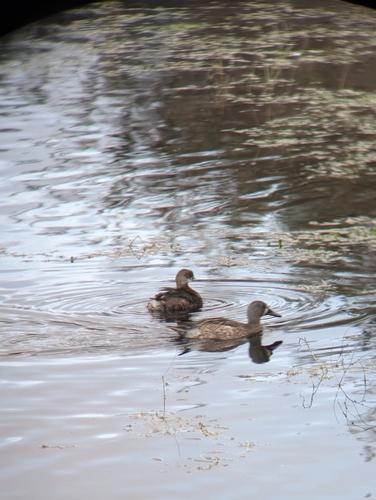 iNaturalist observation photo of Blue-winged Teal