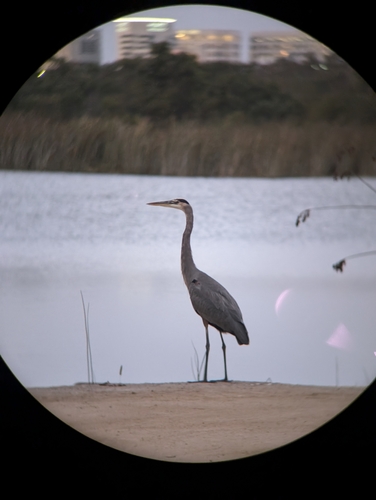 iNaturalist observation photo of Great Blue Heron