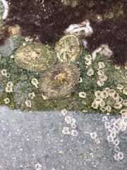 Siphonaria pectinata image