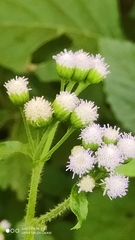 Image of Ageratum conyzoides