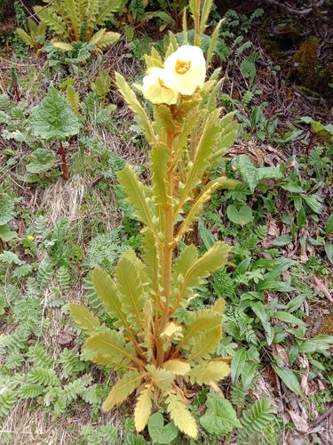 Meconopsis paniculata