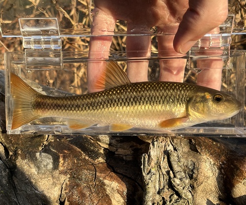Redspot Chub
