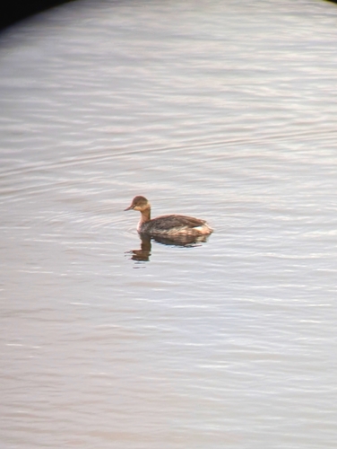 iNaturalist observation photo of Eared Grebe