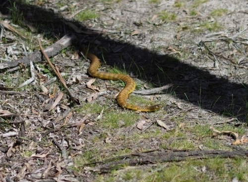Tiger Snake sighting