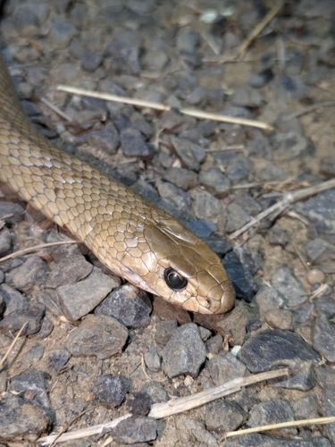 Eastern Brown Snake sighting