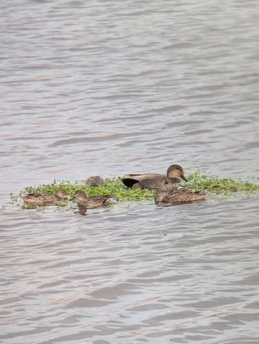 iNaturalist observation photo of Gadwall