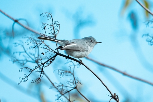 iNaturalist observation photo of Blue-gray Gnatcatcher