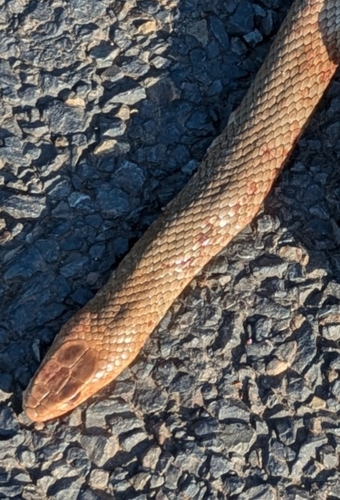 Eastern Brown Snake sighting