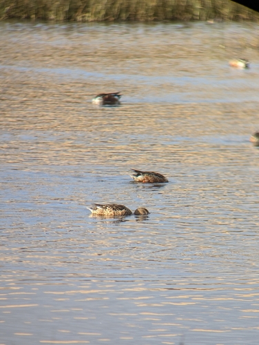 iNaturalist observation photo of Northern Shoveler