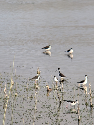 iNaturalist observation photo of Black-necked Stilt