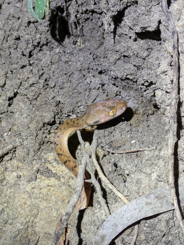 Brown Tree Snake sighting