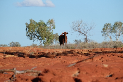Domestic Cattle