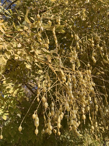 Japanese pagoda tree