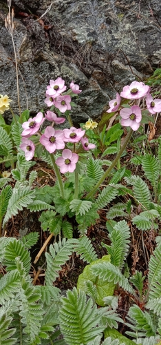 Anemone polyanthes
