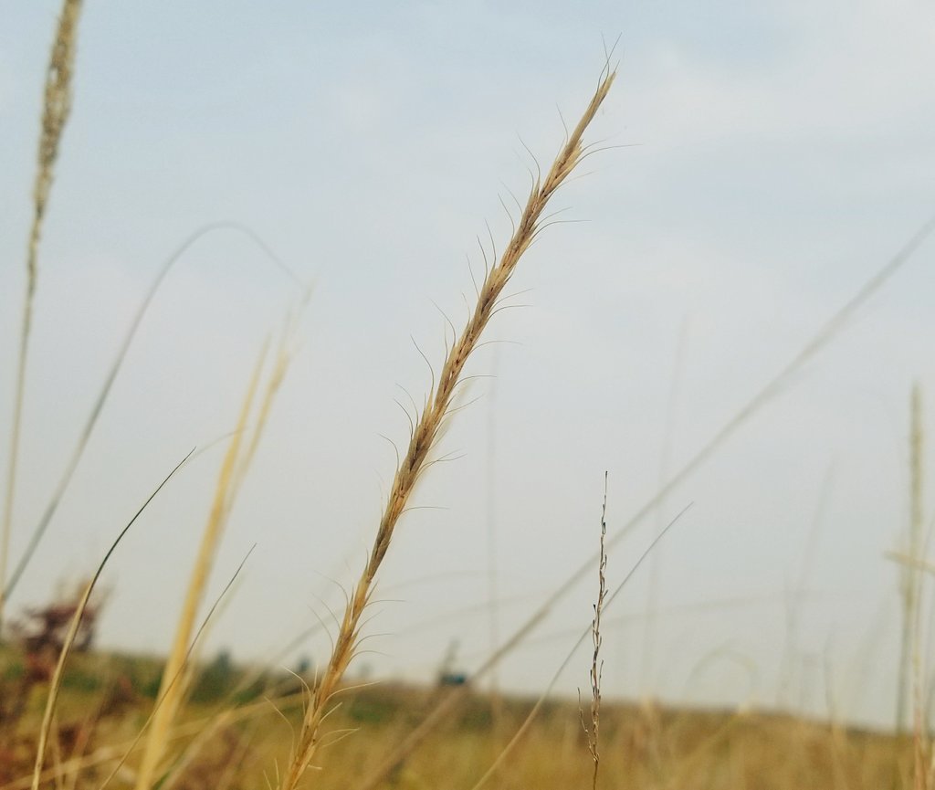 Wild Rye Alberta Montana wild rye from Division No. 4, CA-AB, CA on August 31, 2017 at ...