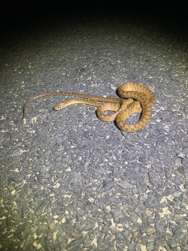 Brown Tree Snake sighting