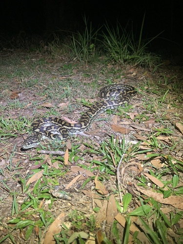 Coastal Carpet Python sighting
