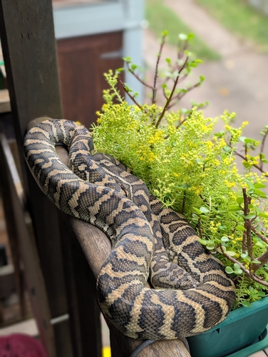 Coastal Carpet Python sighting
