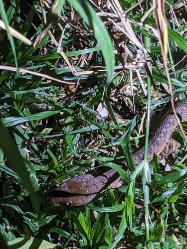 Brown Tree Snake sighting