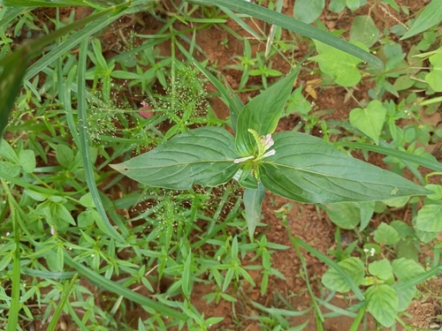 Pink Weed