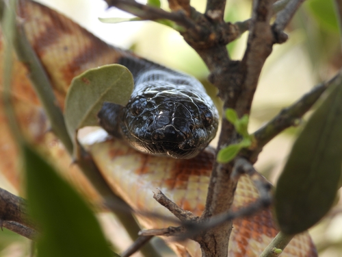 Black-headed Python sighting