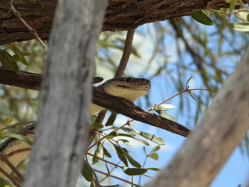 Inland Carpet Python sighting