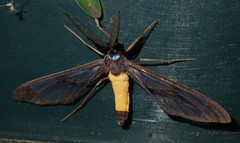 Image of Cosmosoma pseudothia