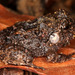 Rugose Robber Frog - Photo (c) aartse_tuyn, all rights reserved