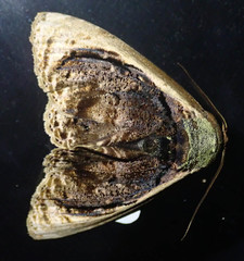 Lepidodes gallopavo image