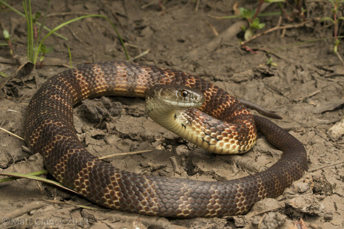 Tiger Snake sighting