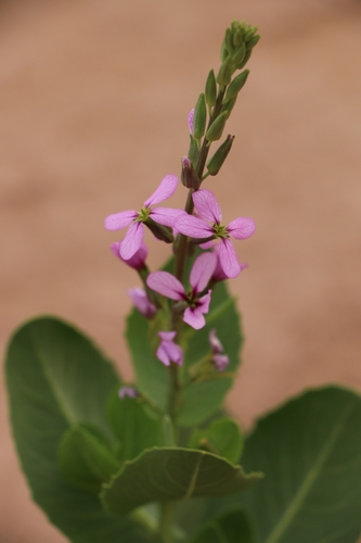 Schouwia purpurea
