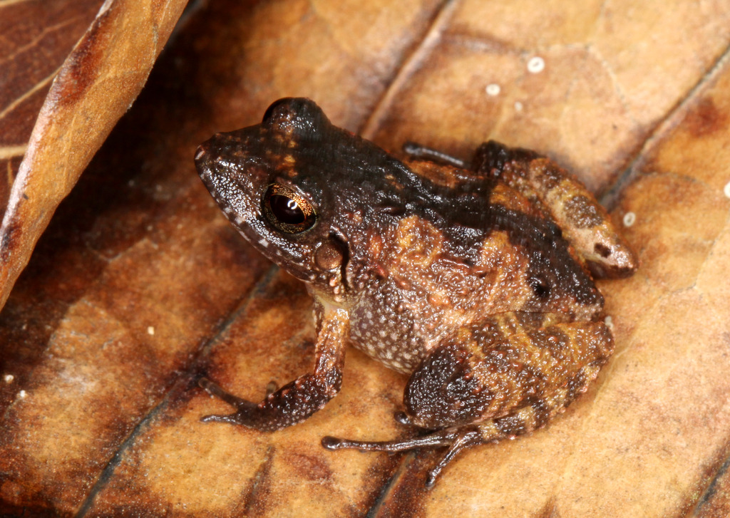 Stejneger's Robber Frog