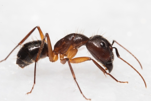 Camponotus melanoticusCamponotus melanoticus
