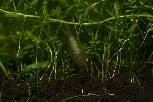 Glossiphonia complanata