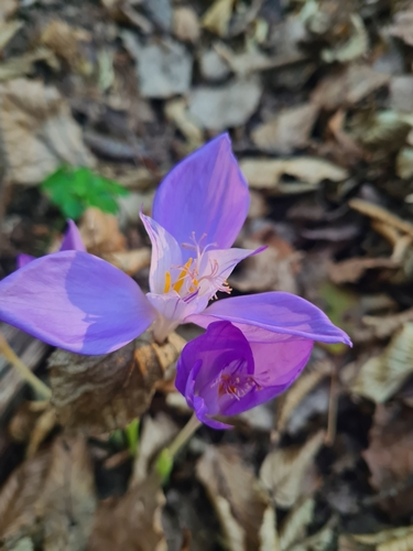Byzantine Crocus