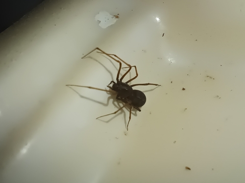 Brown Spitting Spider