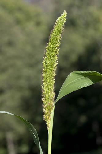 Setaria italica (L.) P.Beauv.