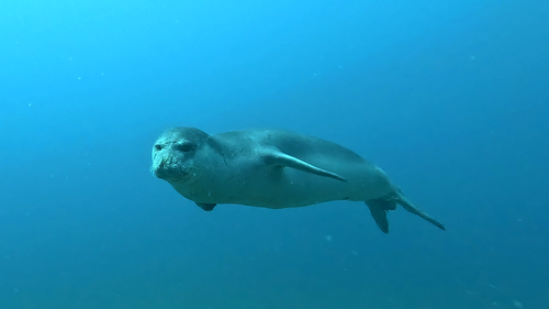 Monachus monachus (Hermann, 1779)