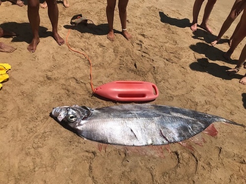 Dealfish