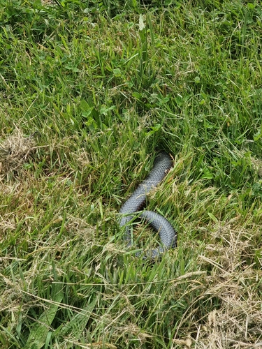 Australian Elapids (inc. Sea Snakes) sighting