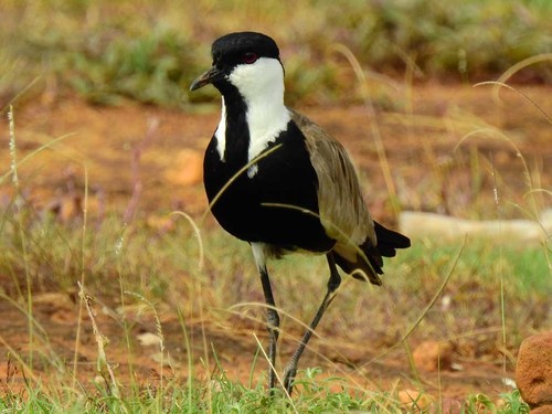 Spur-winged Lapwing