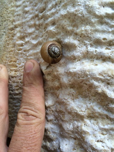 Idaho Forestsnail